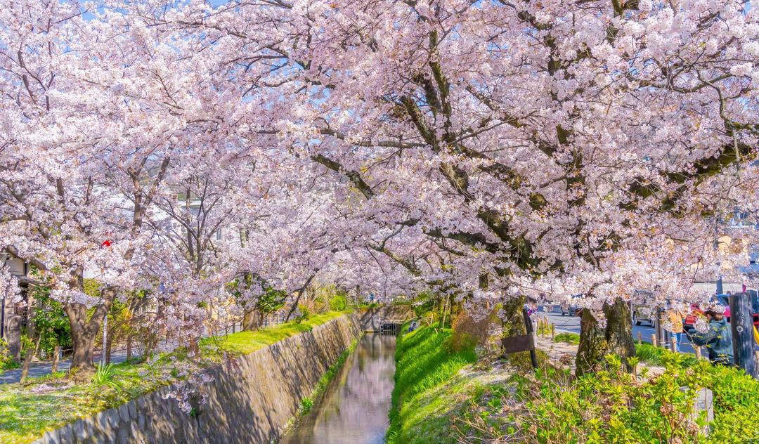 Cherry Blossoms and Revered Traditions of Japan & South Korea by Small Ship