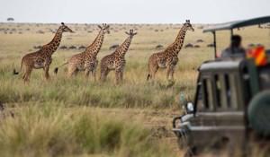 Essence of South Africa