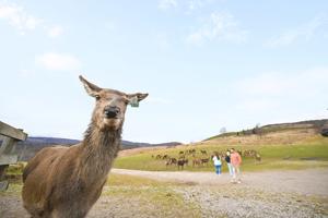 Scotland and Ireland